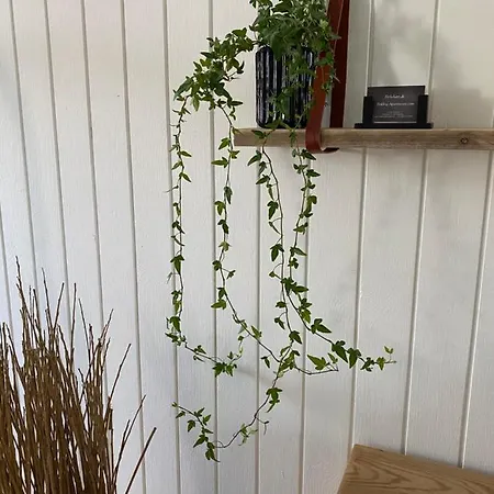 Bolding Appartamento *